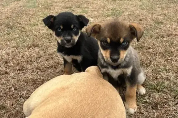 Lost Dogs: Unique Eyes, Rock Road Area
