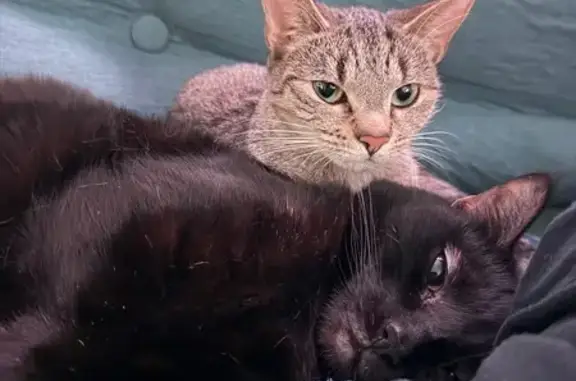 Lost Cat: Golden Eyes & Unique Necklaces