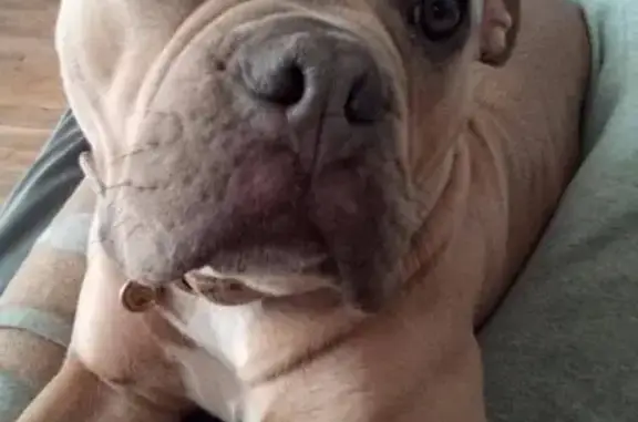 Missing dog Bartlesville, photo: Friendly Dog Missing: Last Seen Near Johnstone