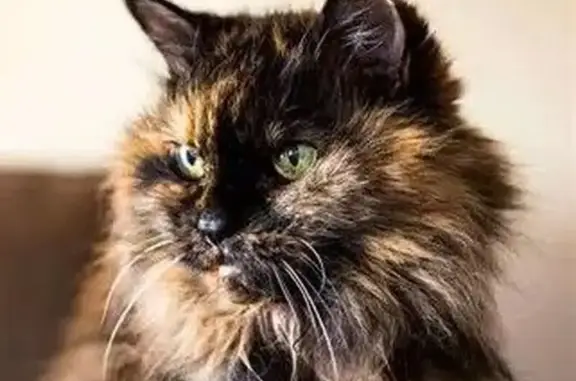 Animaux perdus Saint-Gervais-les-Trois-Clochers, photo: Chatte angora perdue à Saint-Gervais