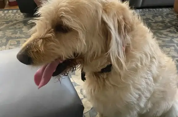 Found dog Wilmington, photo: Friendly Goldendoodle Found on Bayshore Dr