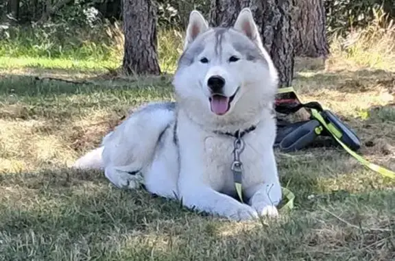 Chien perdu , photo : Chien perdu blanc/gris à Gréolières