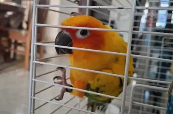 Lost and found pets Singapore, photo: Tagged Bird Found in Sembawang, SG