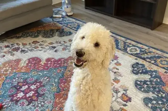 Lost Aussiedoodle: White/Cream, 48lbs - photo