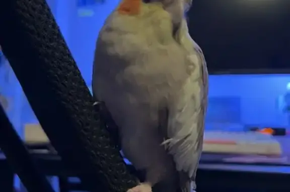 Lost and found pets Singapore, photo: Found: Young Cinnamon Pied Cockatiel in SG