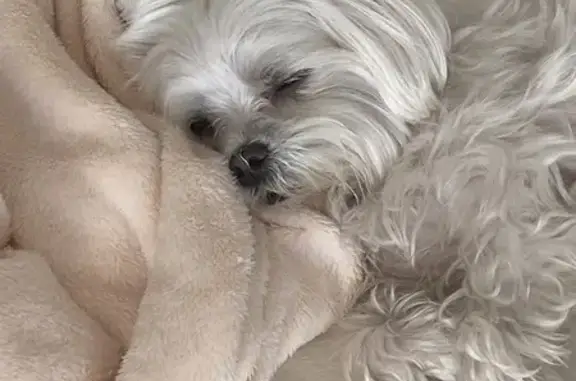 Bichon Maltais blanc perdu à Cannes - photo