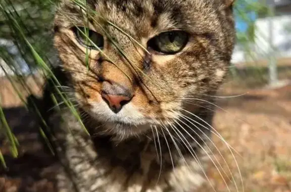 Lost pets Ocala, photo: Missing: Elderly Tiger-Striped Cat