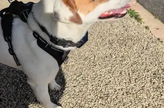 Animaux trouvés , photo: Jack Russel trouvé avec harnais à St-Julien