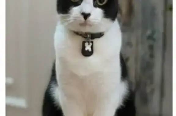 ¡Gata Perdida en Mejorada del Campo!