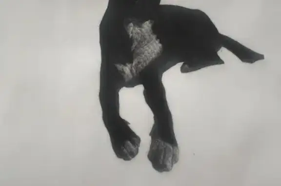 Missing dog , photo: Lost Dog: Black & White in Lake Point