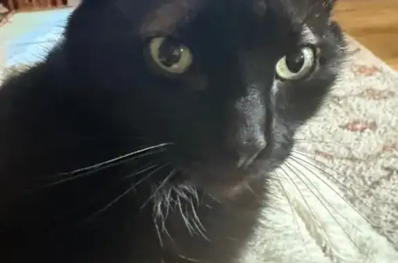 Chat noir castré perdu à Lieusaint - photo