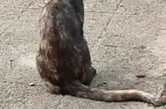 Chat écailles disparu Rue Joliot Curie - photo