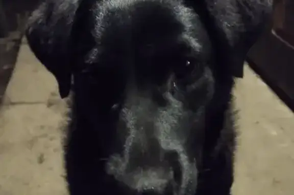 Зникла чорна лабрадорка Ірма в Михайлівці