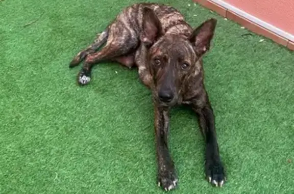 Perro encontrado El Puerto de Santa Maria, foto: Perra Noble Adiestrada Encontrada en El Juncal