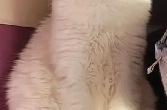 Animaux perdus Betton, photo: Chat disparu : blanc, tête tigrée, queue noire