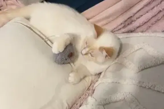 Chat perdu Dax : crème, yeux bleus, dos rasé - photo