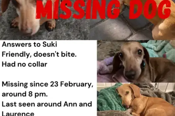 Lost pets , photo: Lost Dog: Small, Red/Brown, White Spots