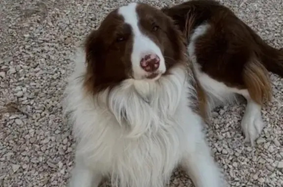 Chien marron et blanc perdu à Allauch - photo