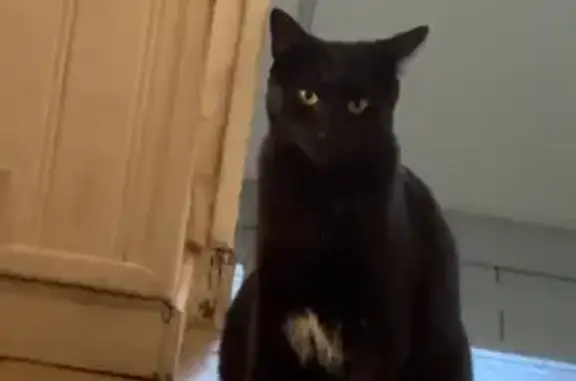 Animaux perdus , photo: Chat noir perdu, tache blanche, Prune