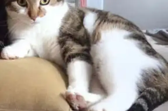 Chatte tricolore disparue à Thonon-les-Bains - photo