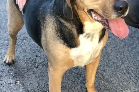 Animaux trouvés , photo: Chien trouvé à Vignoux-sur-Barangeon