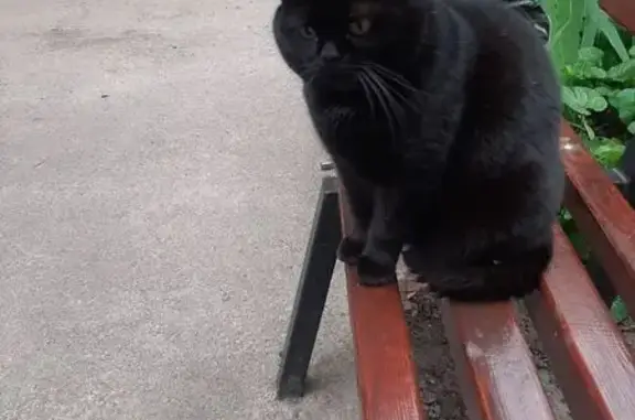 Маленька чорна кішка. На грудях декілька білих волосин. У правому оці на райдужці має темну пляму