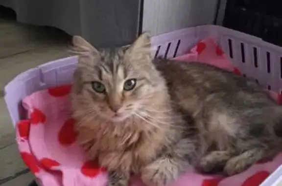 Animaux trouvés , photo: Chatte tigrée trouvée à Angers