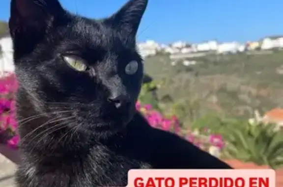 ¡Gato negro perdido en Pantaleón Quevedo!