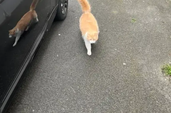 Animaux trouvés Biganos, photo: Chat roux et blanc trouvé à Biganos