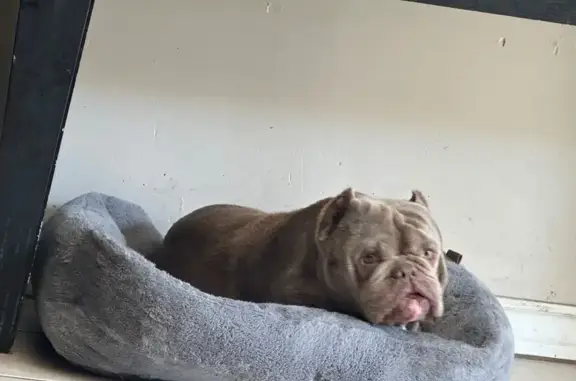 Missing dog McAllen, photo: Help Bring Rocco Home: Missing Bully Dog