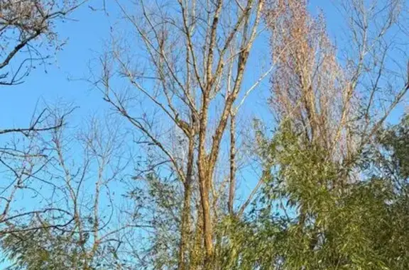 Chaton tigré coincé dans un arbre à Gradignan - photo