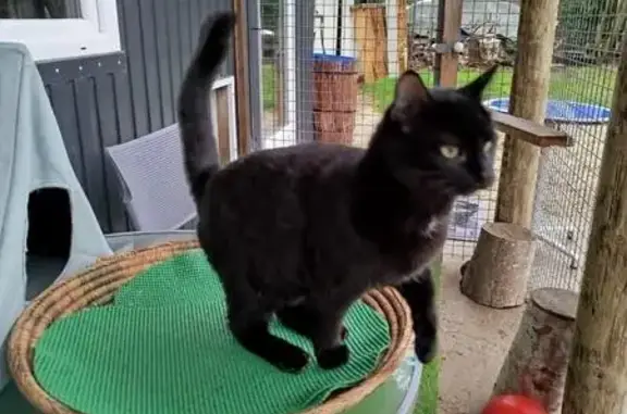 Animaux perdus , photo: Pompon, chat noir 9 mois perdu Val d'Arry