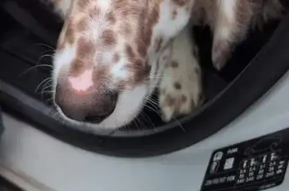 Chien trouvé Nouvelle-Aquitaine, photo: Jeune setter anglais trouvé, sociable.