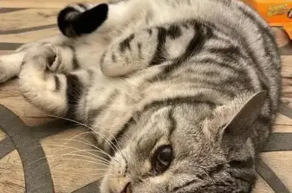 Chat peureux perdu à La Roquette-sur-Siagne - photo