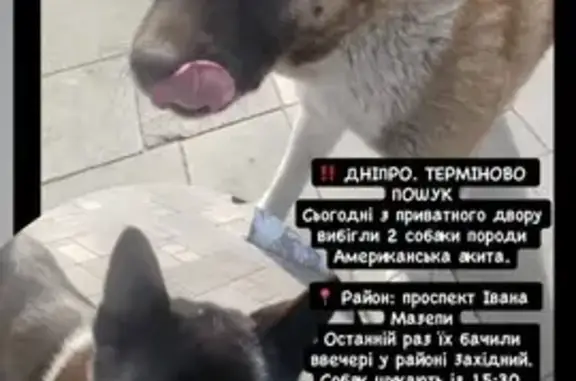 Зникли собаки в червоних нашийниках, Дніпро