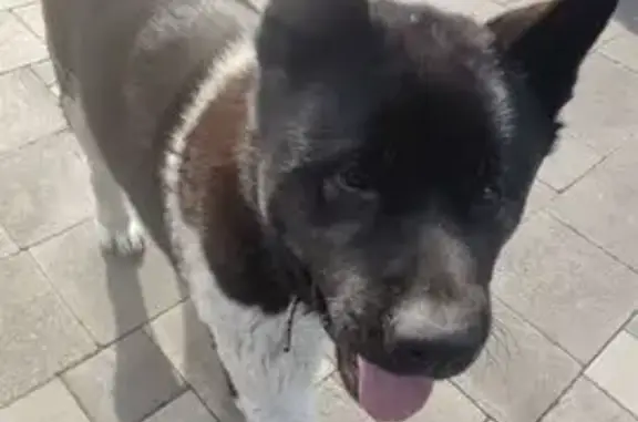 Зник чорний пес Оскар на проспекті Мазепи