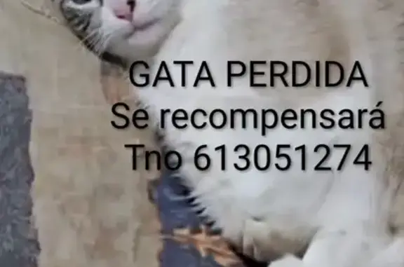 Se Busca: Gata Siamesa Perdida en Burgos