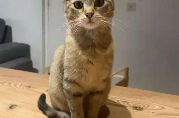 Animaux perdus , photo: Chaton 5 mois perdu à Montmeyre