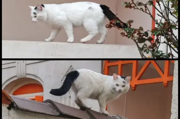 Chat trouvé Bordeaux, photo: Chat blanc à queue noire trouvé à Bordeaux