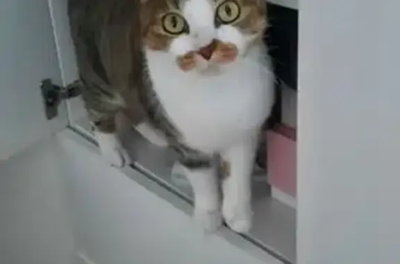 Chatte tigrée 3 ans perdue à St-Quentin - photo