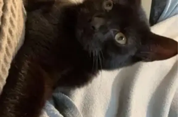 Lost Black Cat: Panfield Rd, Wythenshawe