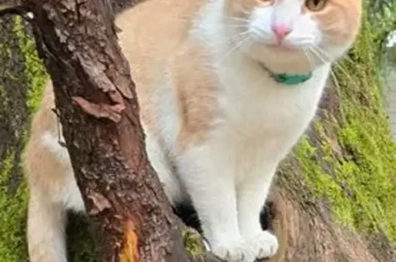 Missing cat Bellevue, photo: Lost: White & Orange Cat, Bellevue Area