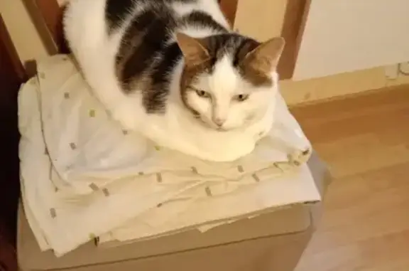 Animaux perdus Courville-sur-Eure, photo: Chatte tricolore perdue à Courville-sur-Eure