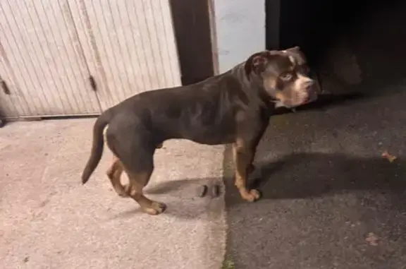 Animaux trouvés Saumur, photo: Pit-bull sociable trouvé à Bagneux