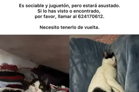 Gatito Blanco y Negro Perdido en Madrid