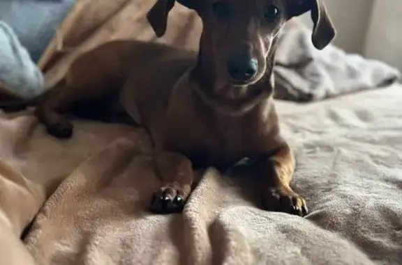 ¡Perro Teckel Perdido en Algeciras!