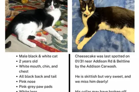 Missing cat Addison, photo: Lost Cat: Black & White Male, Addison Rd