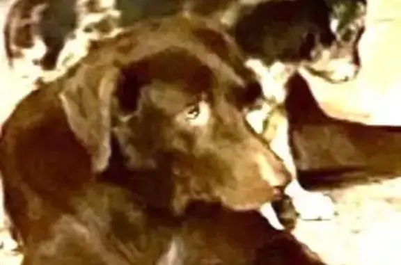 Missing dog San Benito, photo: Lost Chocolate Lab in San Benito - Help!