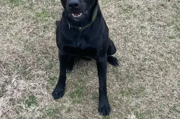 Help Find Nelly: Black Lab with Green Eyes