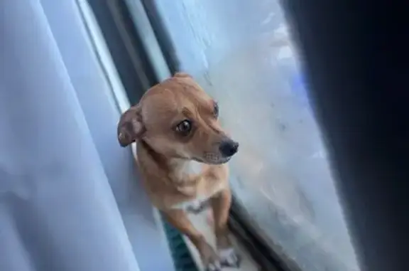 Lost Chihuahua Paco: Help Find Him!